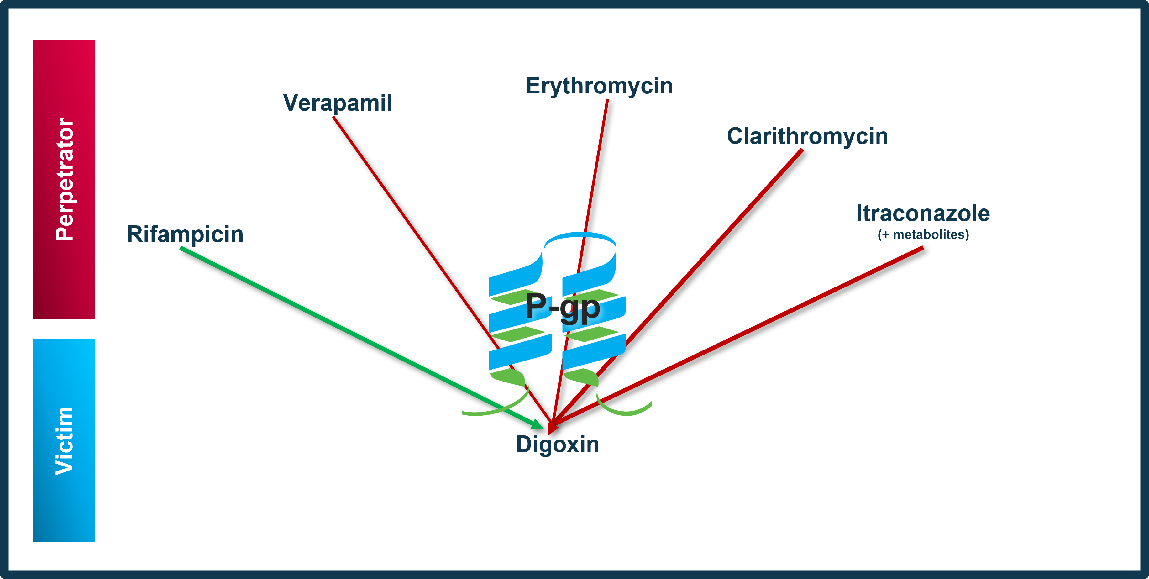DDI P-gp network